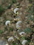 Salvia verbascifolia. Соцветие. Азербайджан, Гёйгёльский р-н, с. Зурнабад. 16.04.2010.