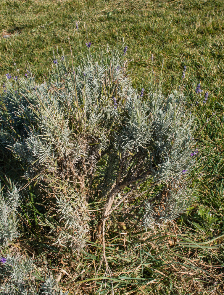 Изображение особи Lavandula angustifolia.