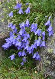 Campanula saxifraga. Цветущее растение в каплях дождя. Республика Северная Осетия-Алания, Ирафский р-н, Большой Кавказ, хр. Фастагдор, левый склон Караугомского ущелья, ≈ 2430 м н.у.м., задернованная древняя морена ледника. 09.07.2021.