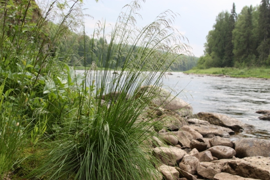 Image of Deschampsia cespitosa specimen.