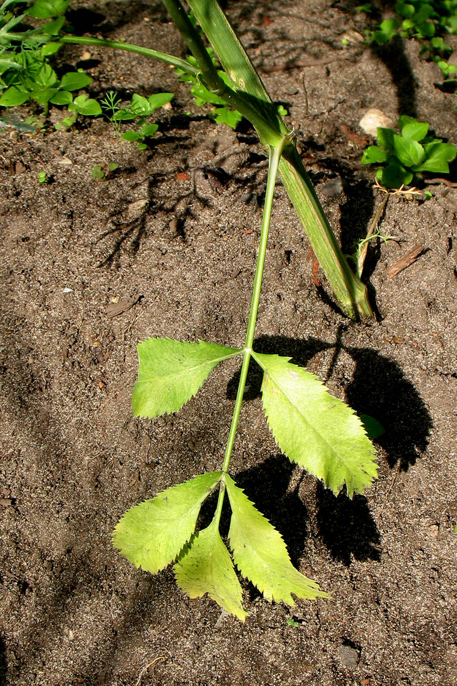 Image of Ammi majus specimen.