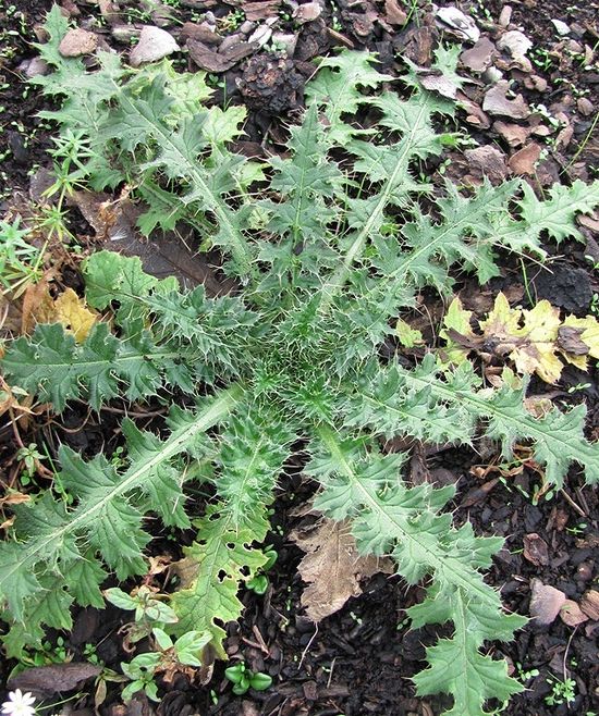 Image of Carduus crispus specimen.