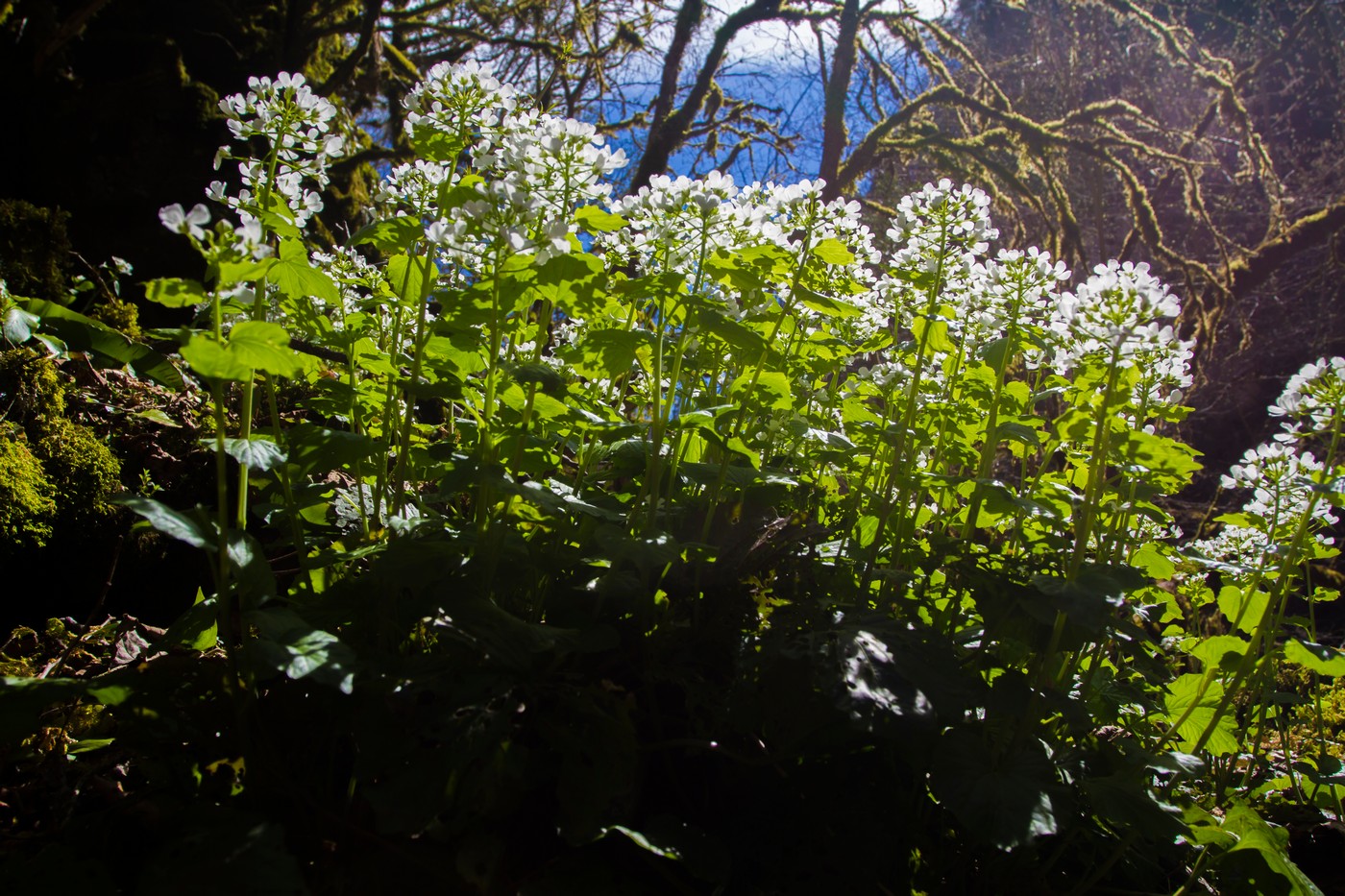 Изображение особи Pachyphragma macrophyllum.