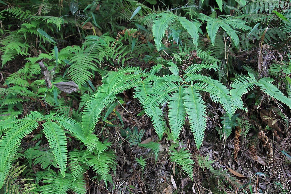 Изображение особи Dicranopteris linearis.