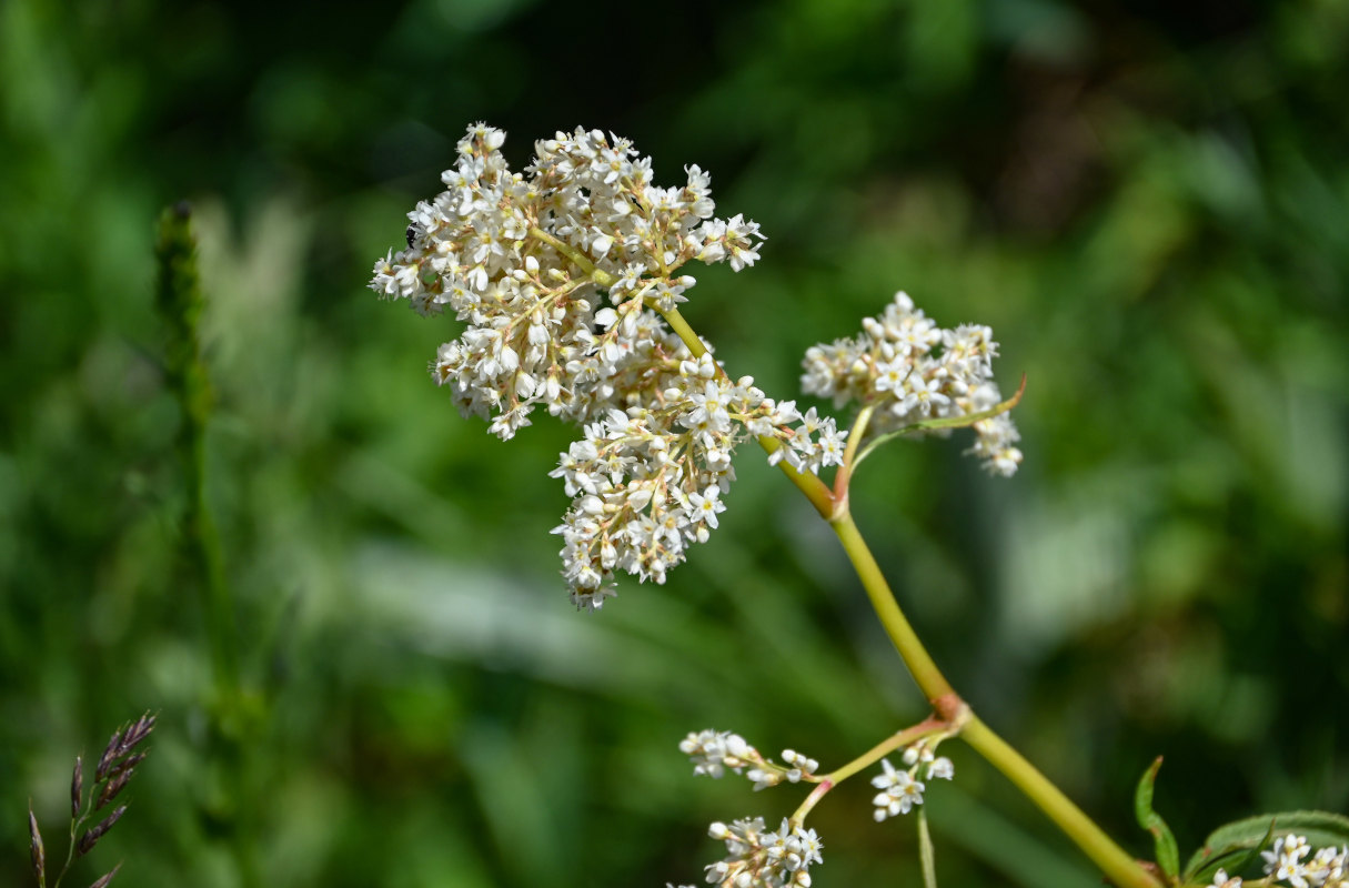 Изображение особи Aconogonon panjutinii.