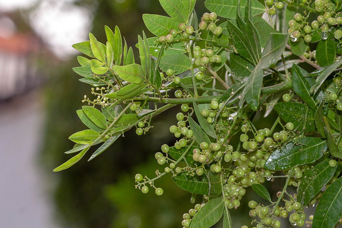 Изображение особи Schinus terebinthifolia.