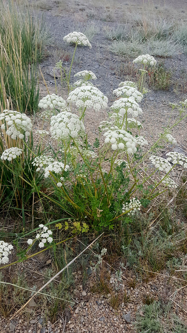 Image of familia Apiaceae specimen.