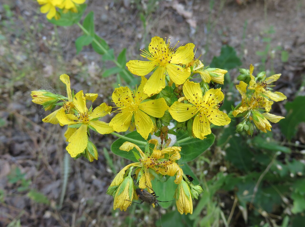 Image of Hypericum montbretii specimen.