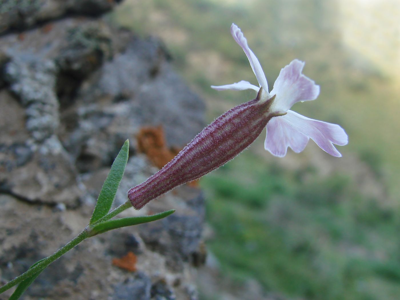 Image of Silene kuschakewiczii specimen.