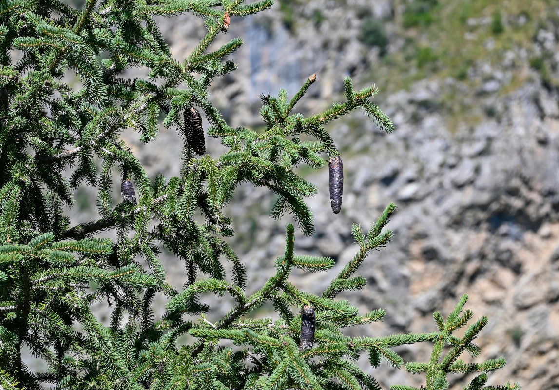 Image of Picea schrenkiana specimen.