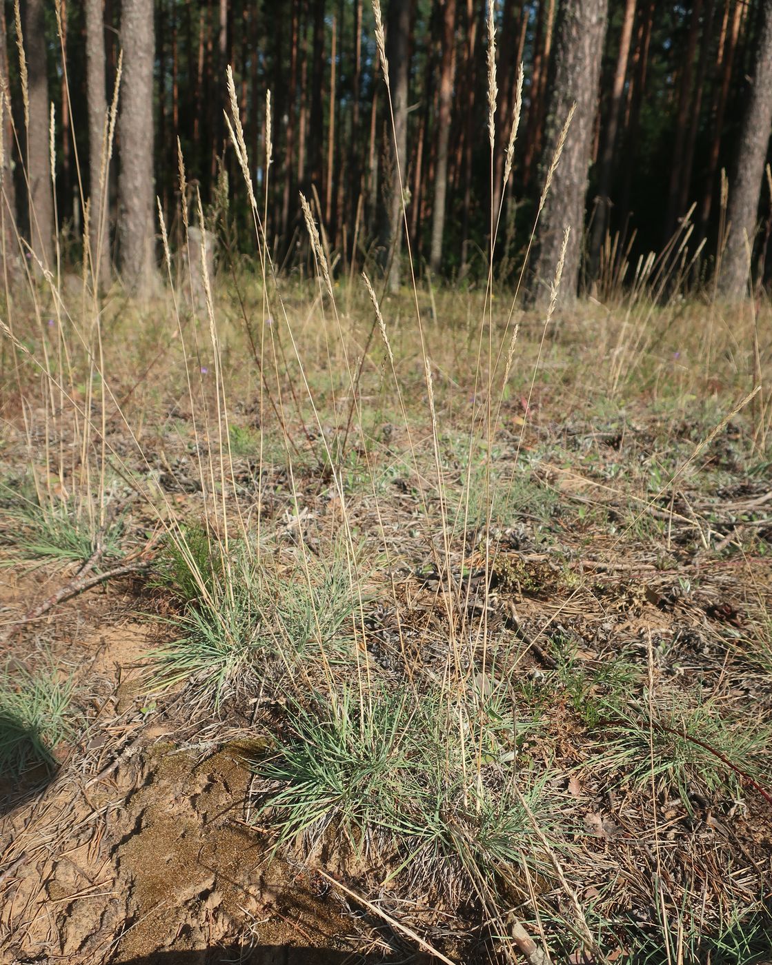 Image of Koeleria glauca specimen.