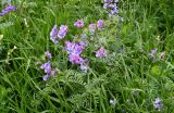 genus Vicia. Верхушки побегов с соцветиями. Армения, обл. Гегаркуник, берег оз. Севан, окр. монастыря Айраванк, ≈ 1900 м н.у.м., луг. 23.06.2022.