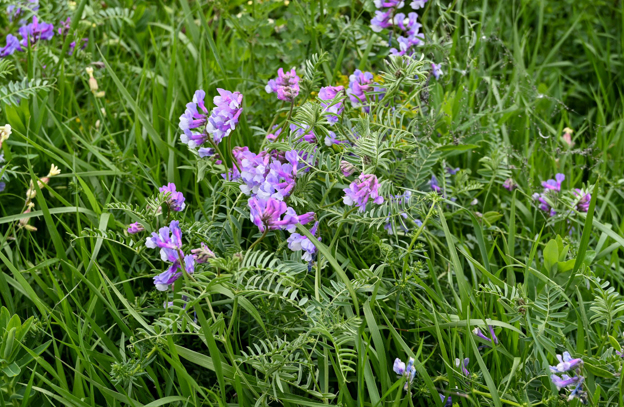 Изображение особи род Vicia.