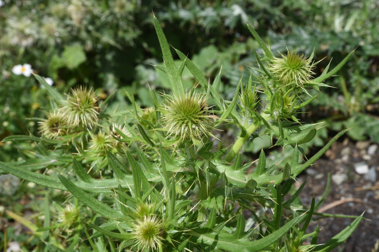 Изображение особи Cirsium ciliatum.