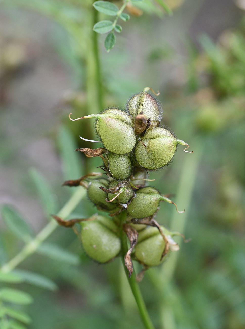 Изображение особи Astragalus cicer.