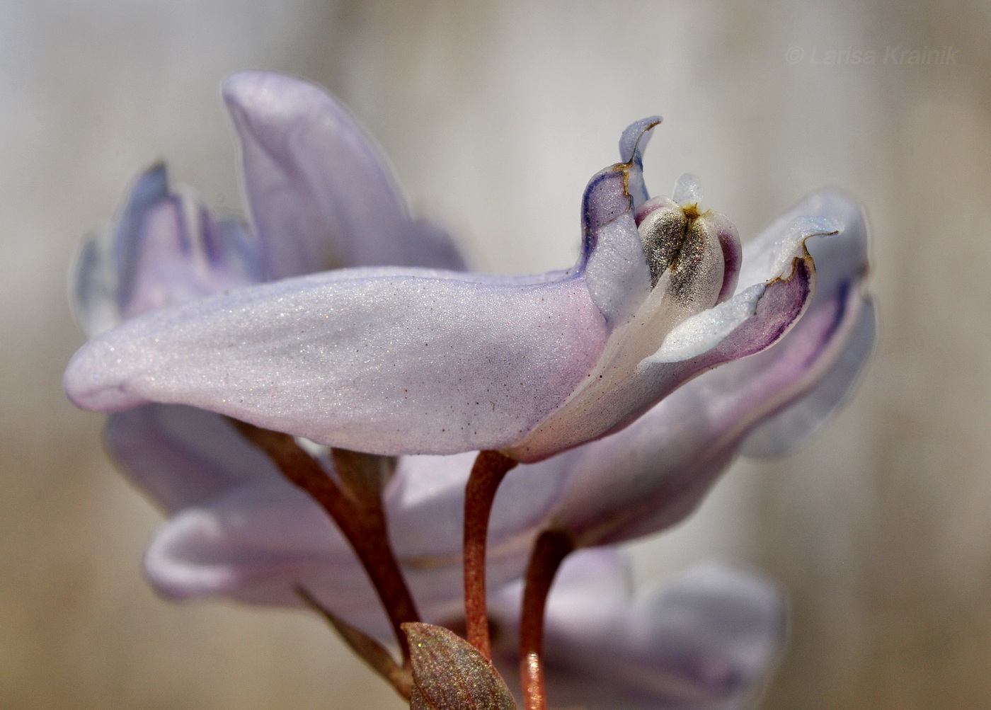 Image of Corydalis repens specimen.