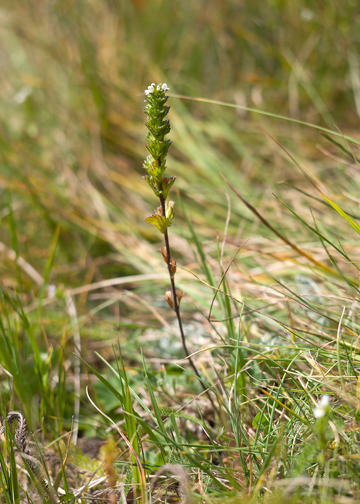 Изображение особи Euphrasia hirtella.