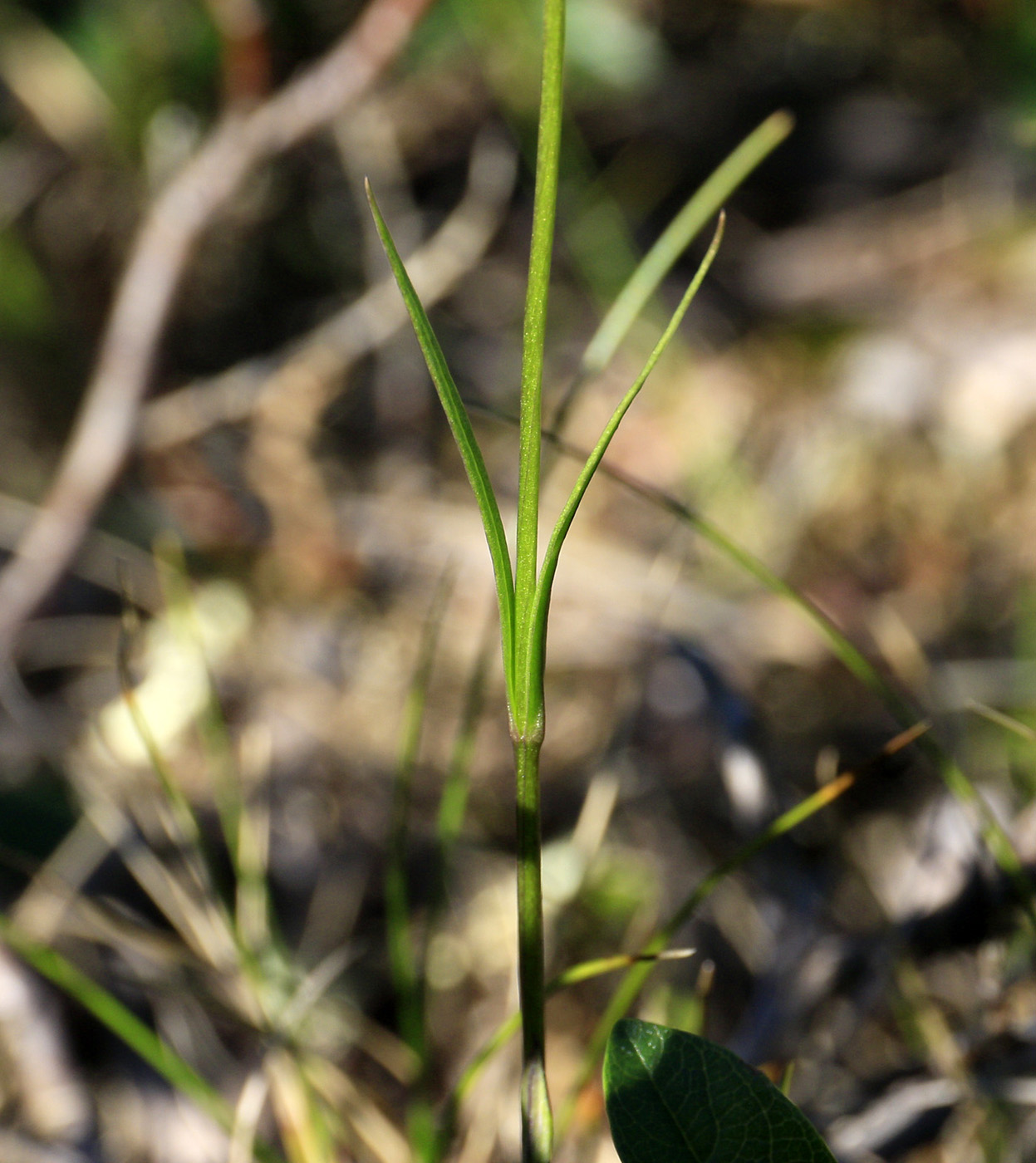 Изображение особи Gentianopsis barbata.