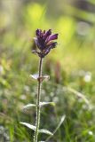 Bartsia alpina. Верхушка цветущего растения. Мурманская обл., Кольский р-н; окраина мелколиственного леса, обочина старой заброшенной дороги. 11.07.2023.