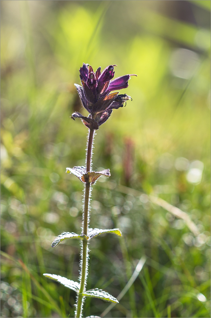 Image of Bartsia alpina specimen.