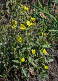 Oenothera biennis