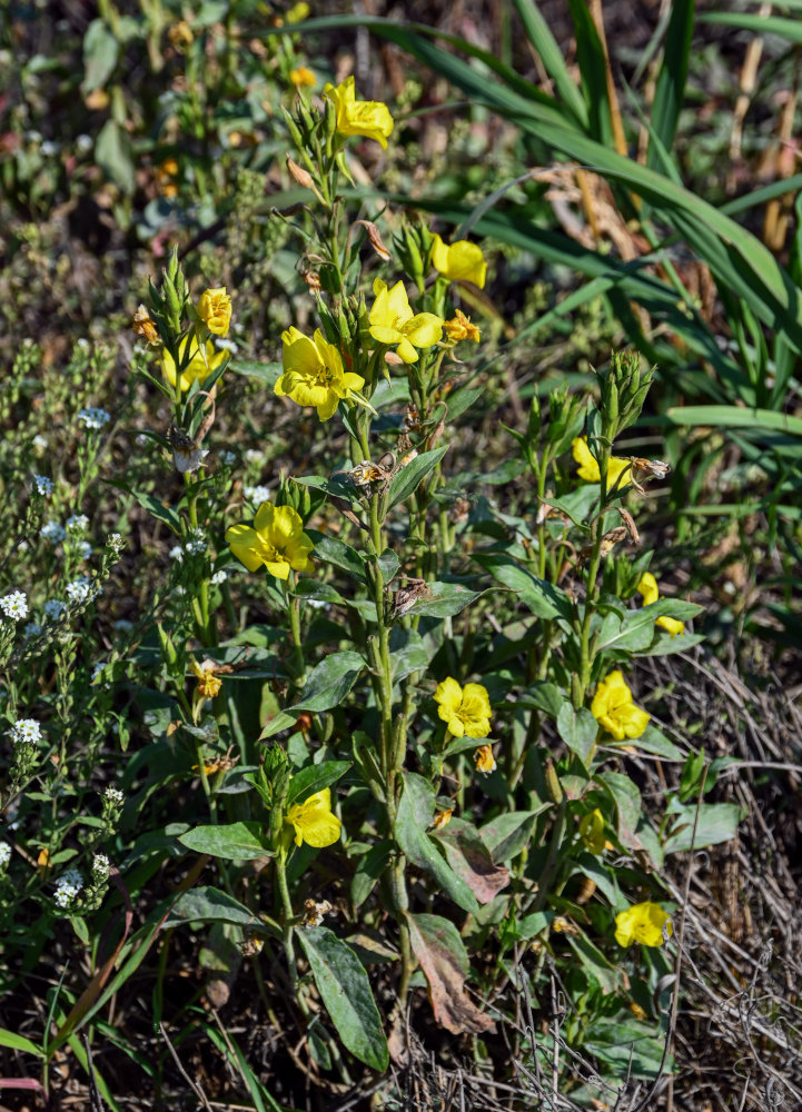 Изображение особи Oenothera biennis.