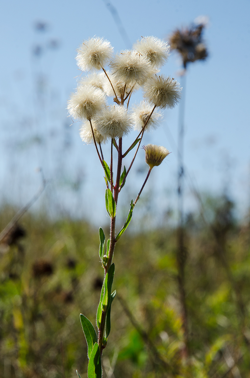 Изображение особи Erigeron acris.