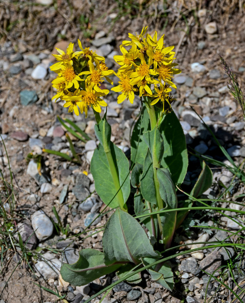 Image of Ligularia alpigena specimen.