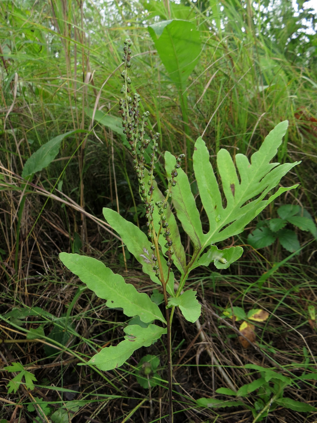 Изображение особи Onoclea sensibilis.