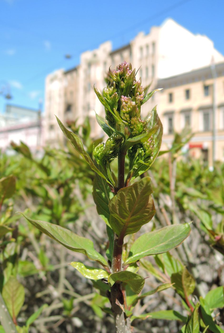 Изображение особи Syringa josikaea.