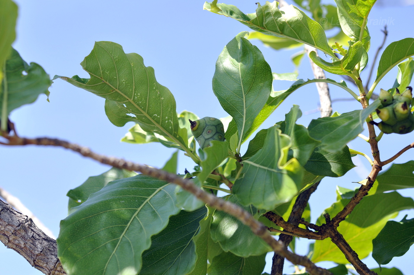 Изображение особи род Morinda.