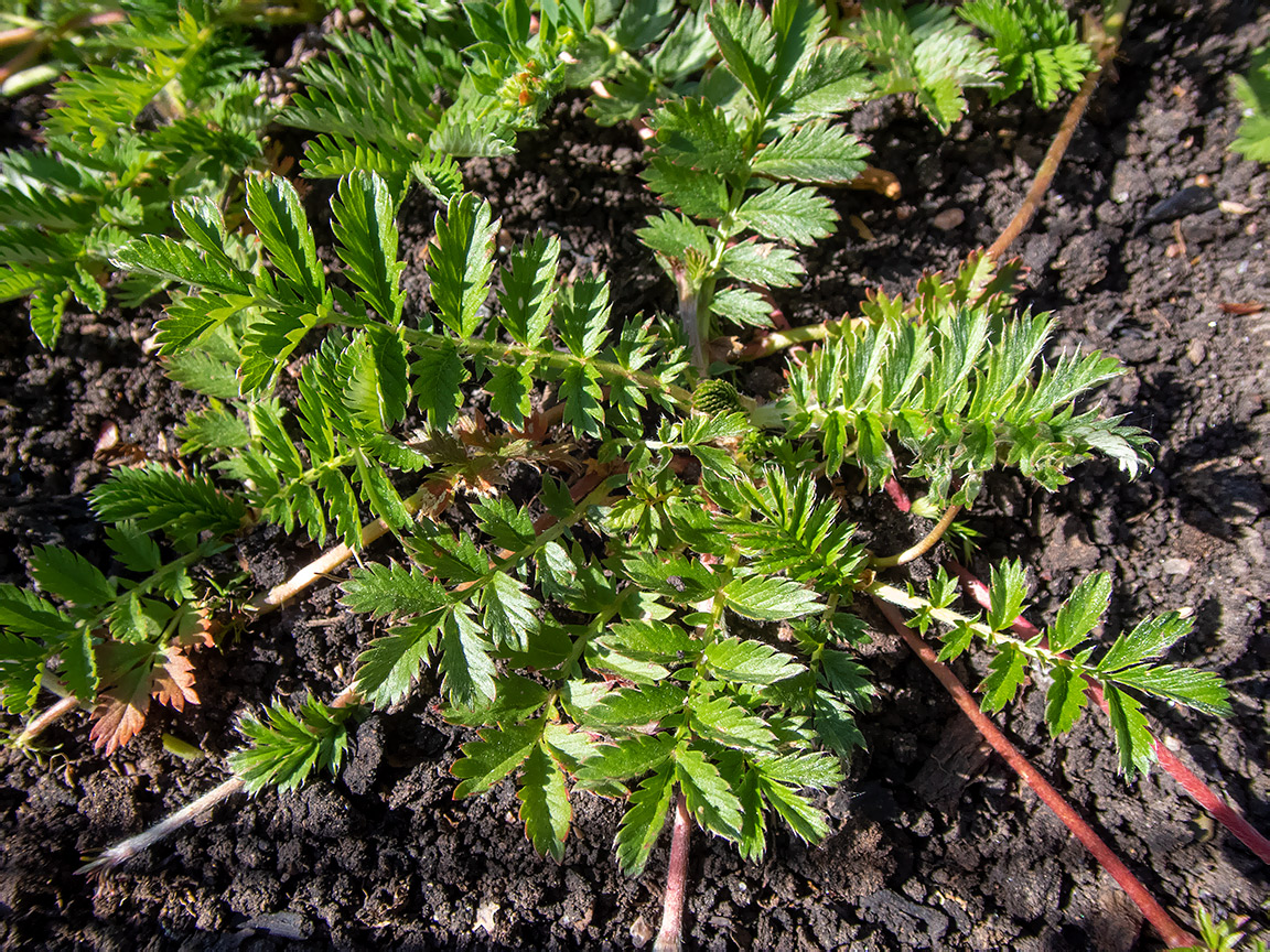 Image of Potentilla anserina specimen.