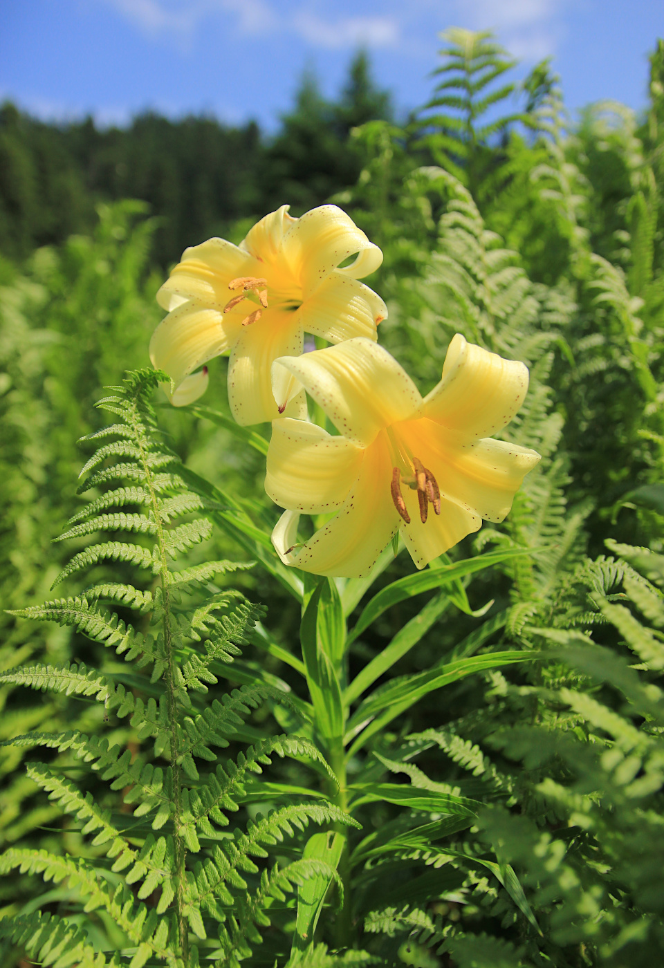 Image of Lilium kesselringianum specimen.