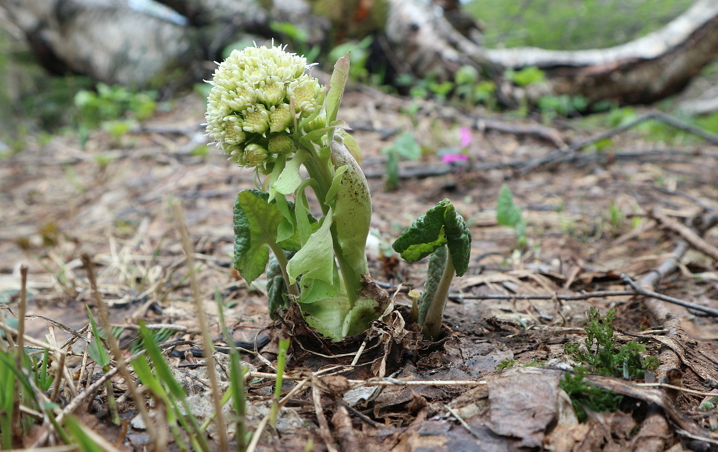 Изображение особи Petasites albus.