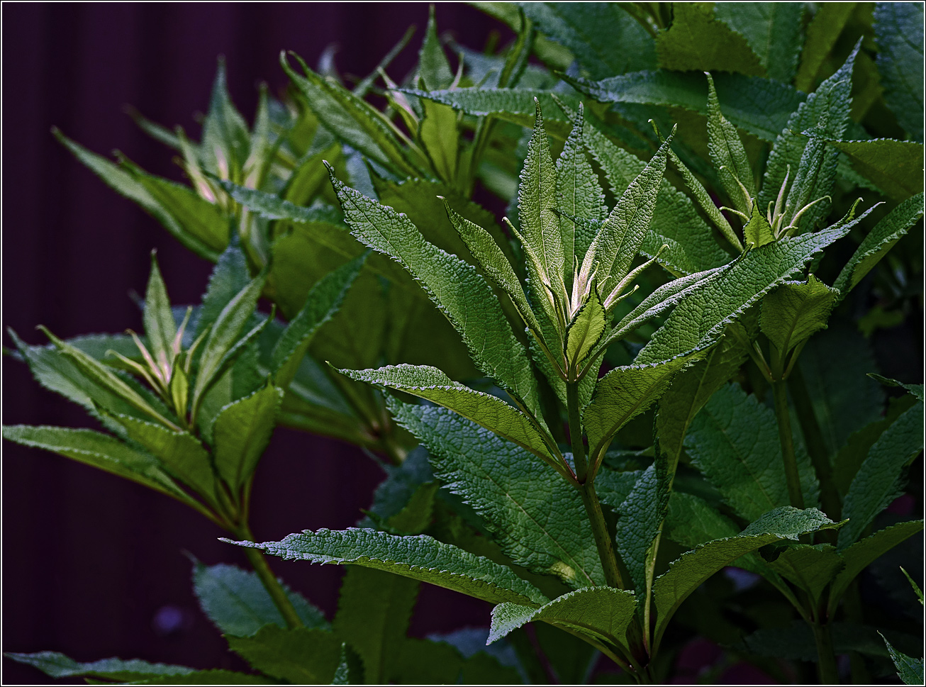 Image of genus Eupatorium specimen.