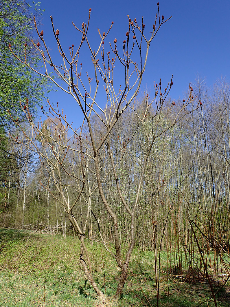 Image of Rhus typhina specimen.