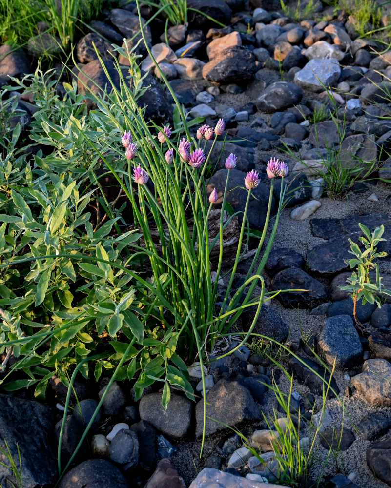 Изображение особи Allium schoenoprasum.