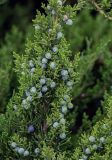 Juniperus chinensis