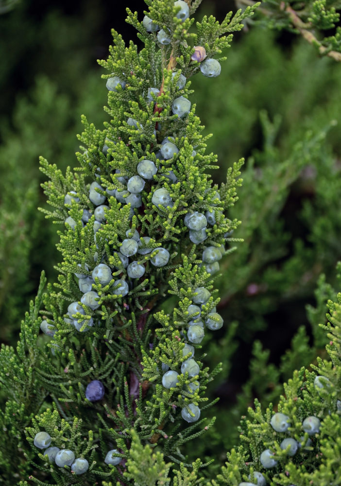 Изображение особи Juniperus chinensis.