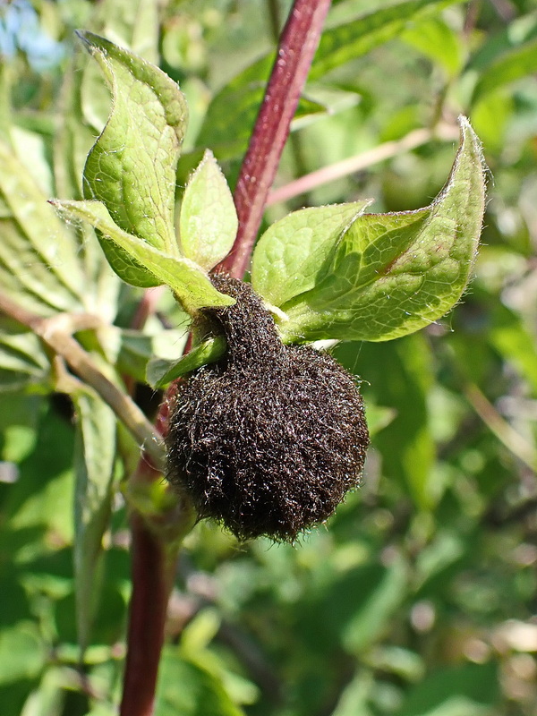 Изображение особи Clematis fusca.