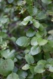 Betula humilis