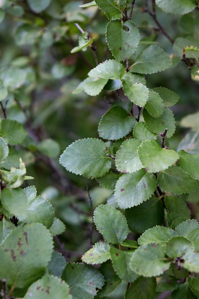 Image of Betula humilis specimen.