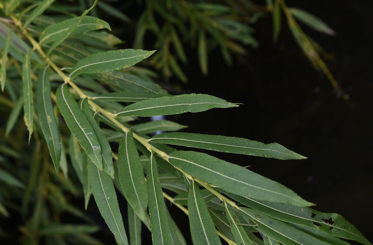 Image of genus Salix specimen.