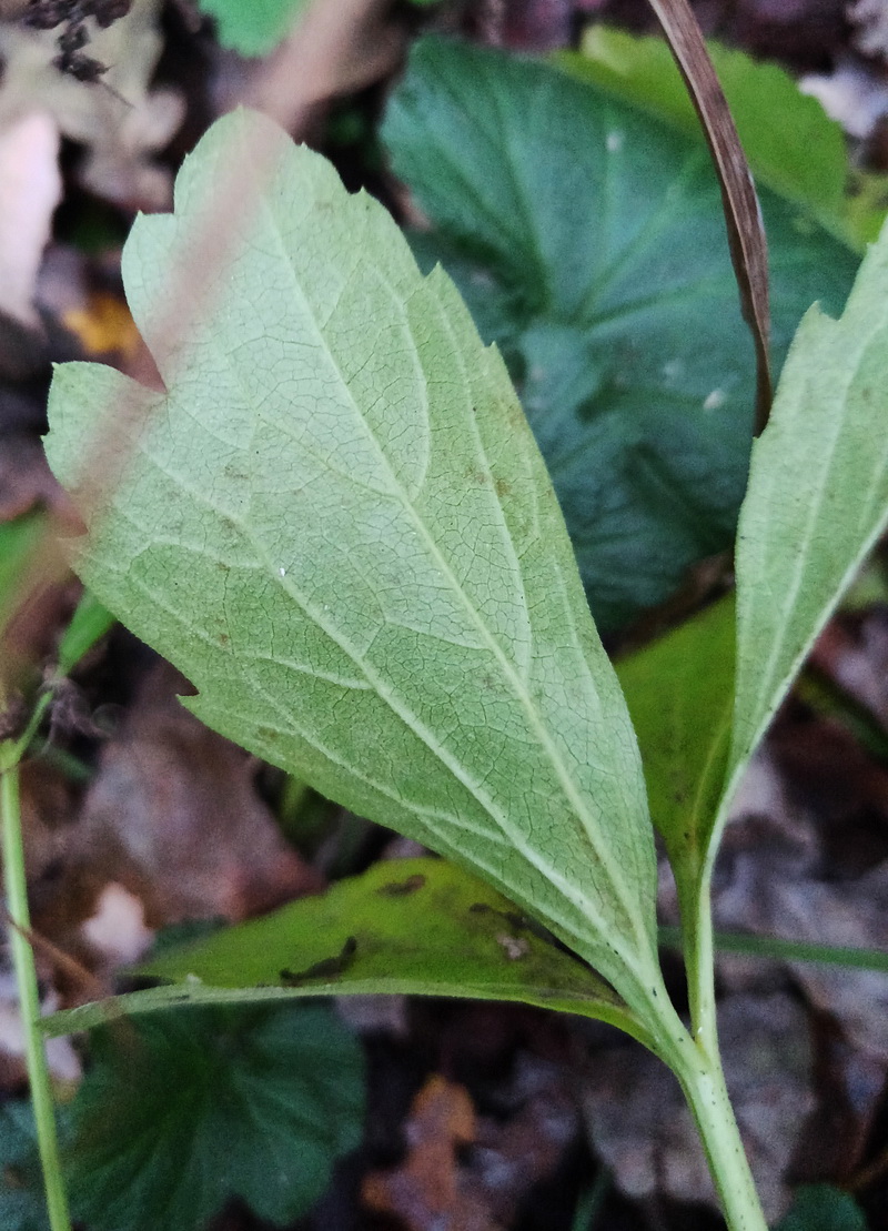 Image of genus Rudbeckia specimen.