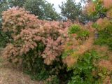 Cotinus coggygria. Плодоносящие растения. Крым, Южный Берег, окр. пос. Сотера, обочина трассы Р29. 26.05.2024.