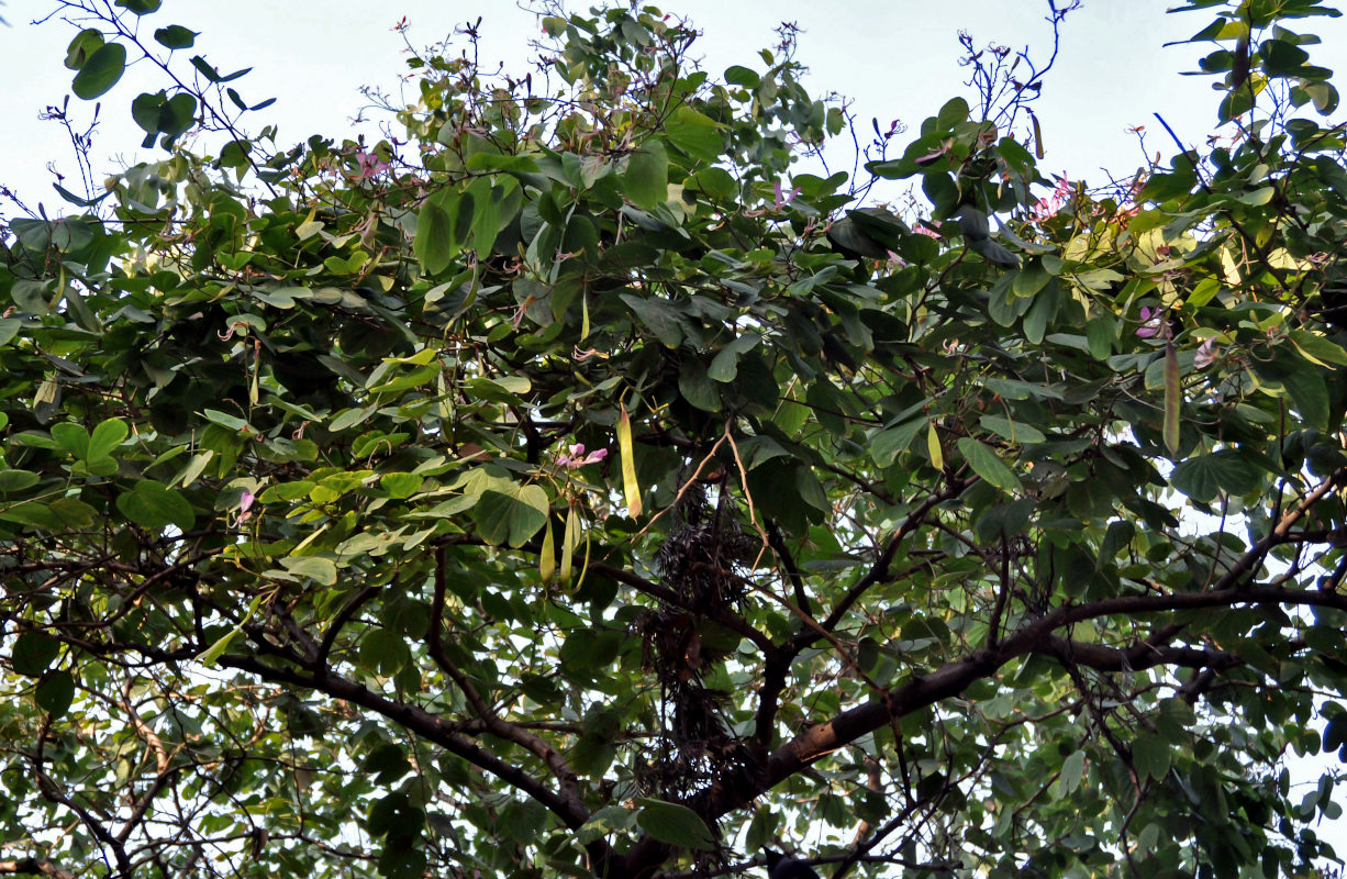 Image of Bauhinia variegata specimen.