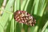 Sanguisorba officinalis