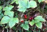 Rubus humulifolius