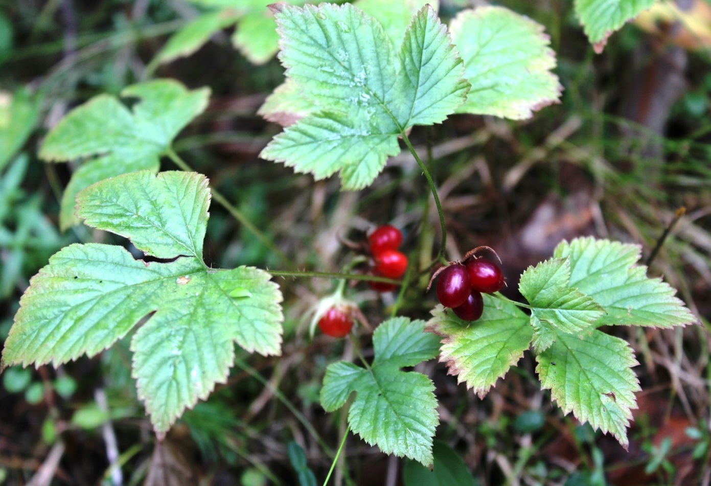 Image of Rubus humulifolius specimen.