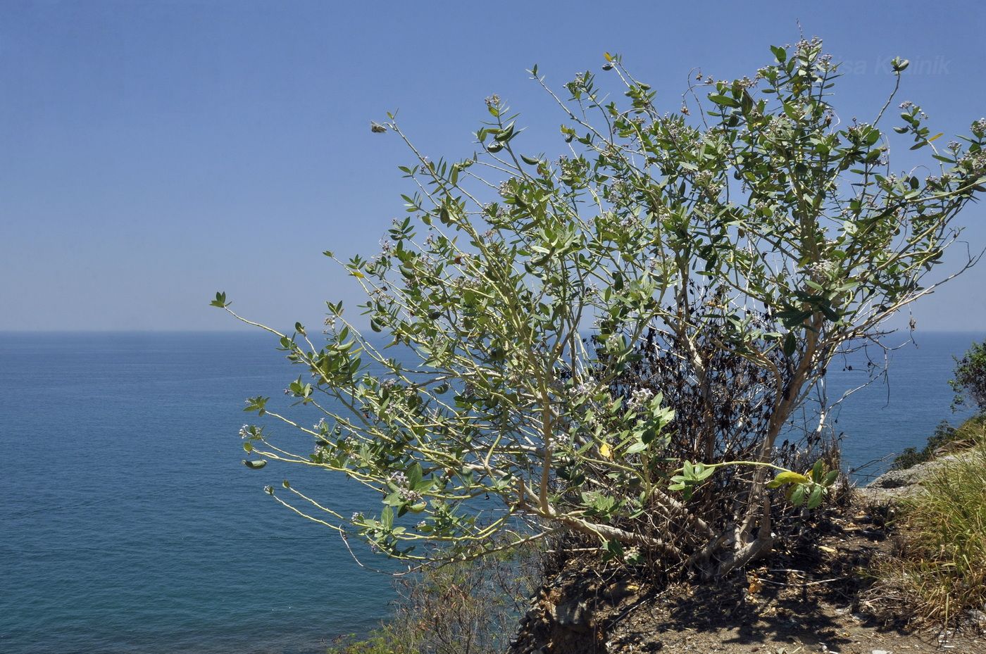 Image of Calotropis gigantea specimen.